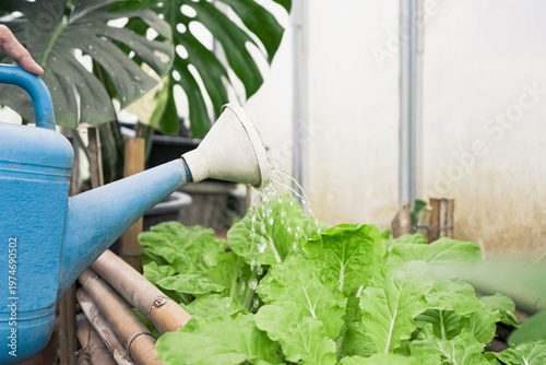 Close up of Hand people watering fresh green lettuce in urban home garden.
