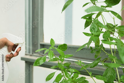 Farmers care for crops in an agricultural field by spraying organic insect repellent with a fogger, maintaining leaves and protecting plants from insects during the growing season.