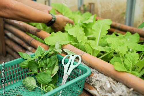 Close-up shot of fresh, vibrant Thai Basil leaves in a small green plastic basket from an indoor or urban garden area.