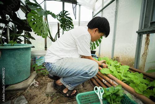 People who take care of cabbage plants, the care before harvesting, growing organic vegetables to eat with their families.