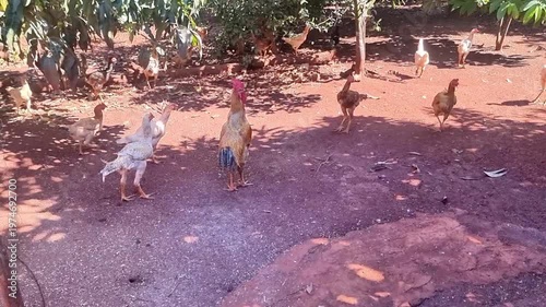 Free-range chickens roaming in a sunny farmyard during the day