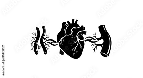 Human Heart Anatomy Medical Illustration.