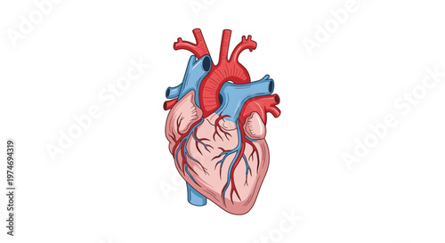 Anatomy of a human heart organ.