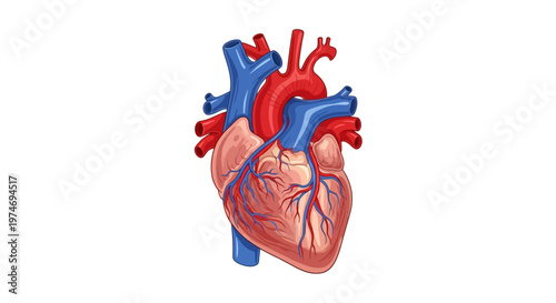 Human Heart Anatomy Medical Illustration.