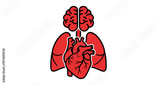 Human heart and brain anatomy.