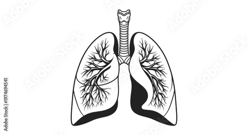 Human lungs anatomy medical illustration.