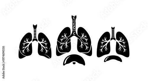 Human lungs anatomy medical illustration.