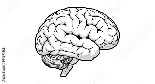 Human Brain Anatomy Medical Illustration.