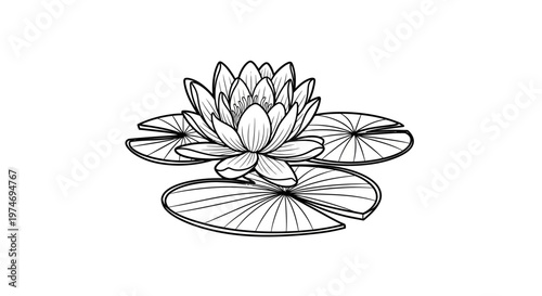 Black and white line art of water lily and lily pads