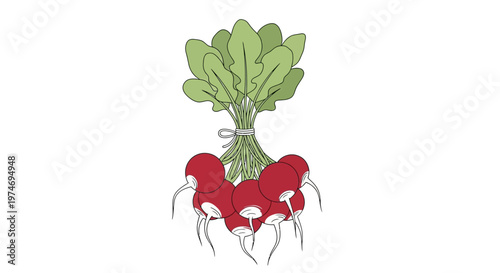 Bunch of fresh red radishes with green leaves tied together