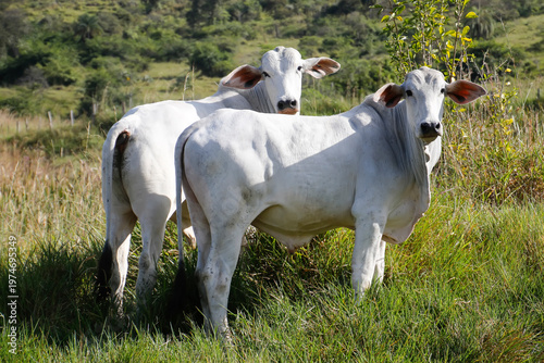 Quadro em tela Pair of White Bovines in Close Up Looking Directly at Camera Field