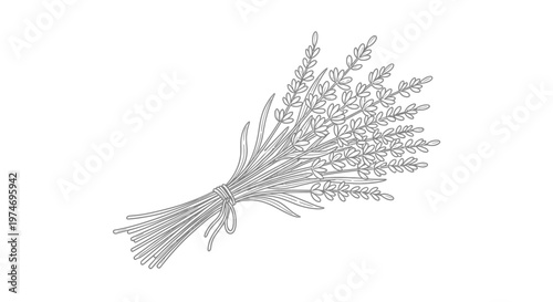 Lavender flower bouquet outline drawing tied with string