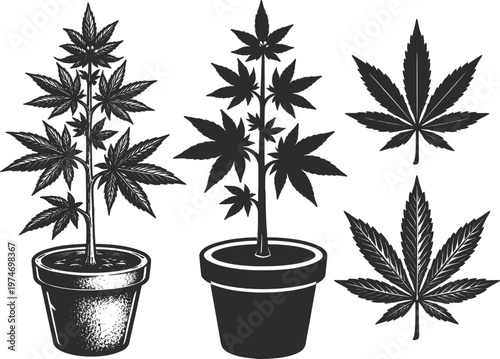 Cannabis Plant Collection Vector, Marijuana Leaves and Potted Plants Illustration.