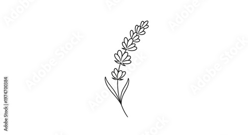 Minimalist black line art drawing of a single lavender sprig