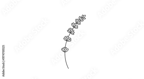 Minimalist line art lavender sprig illustration