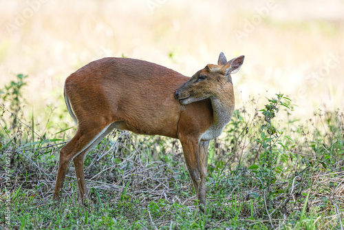 Fotografie Muntjacs live naturally in the forests of Thailand.