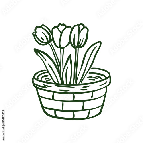 Hand-drawn doodle of three tulips growing in a woven basket. Minimalist black ink sketch representing spring flowers, gardening, and floral decoration. Isolated on white background.