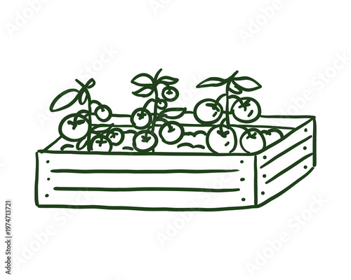 Hand-drawn doodle of tomato plants growing in a wooden raised garden bed. Minimalist black ink sketch representing urban gardening, homegrown vegetables, and sustainable farming. Isolated on white bac
