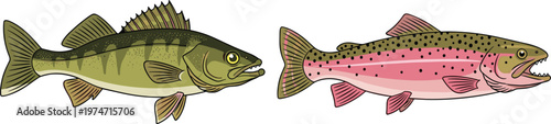 Illustration of Freshwater Fish Set Featuring Bass and Trout in Detailed Cartoon Style