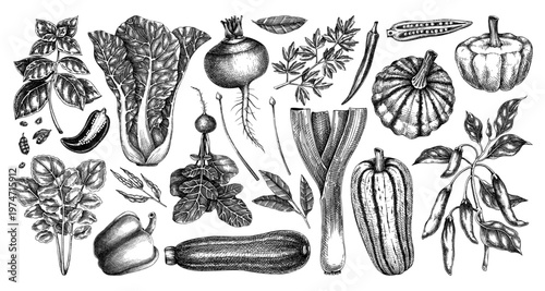 Seasonal farm vegetables and harvest hand drawn vector illustrations in vintage engraved style. 