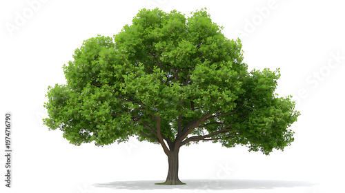 The image is a high-resolution, isolated stock photo of a deciduous tree, frequently identified as a lush green oak tree or sometimes similar species like Irvingia malayana