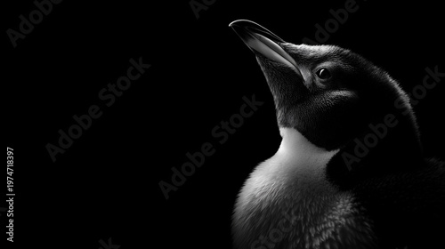 Penguin in black and white