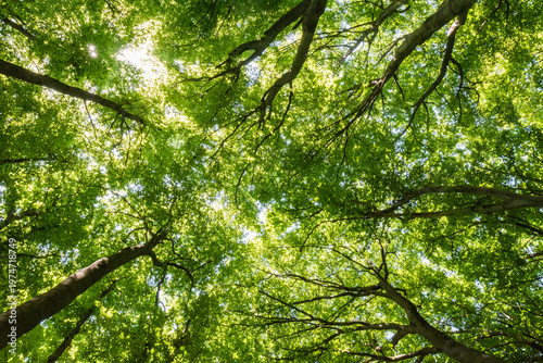 Low angle view of lush green forest canopy with bright sunlight filtering through leaves

