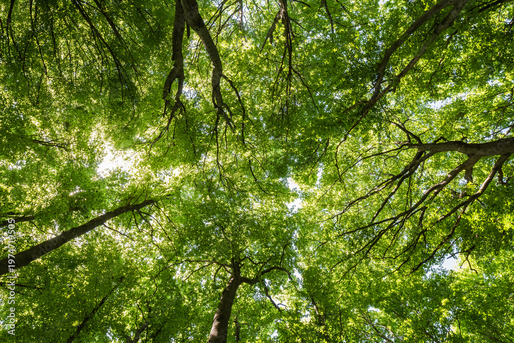 Fototapeta premium Low angle view of lush green forest canopy with bright sunlight filtering through leaves 