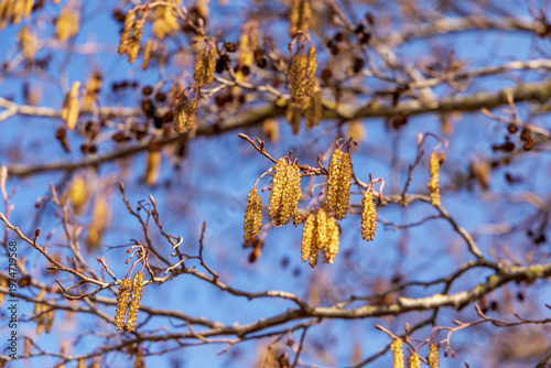 Photos Flowering Alder Tree Branches Against Blue Sky