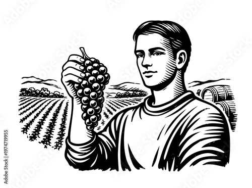 Young Man Inspects a Large Bunch of Ripe Grapes, Standing in a Vineyard With Rows of Grapevines and Wine Barrels Under a Clear Sky During Harvest