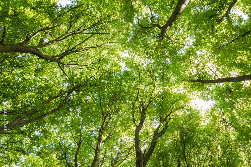 Obraz premium Low angle view of lush green forest canopy with bright sunlight filtering through leaves 