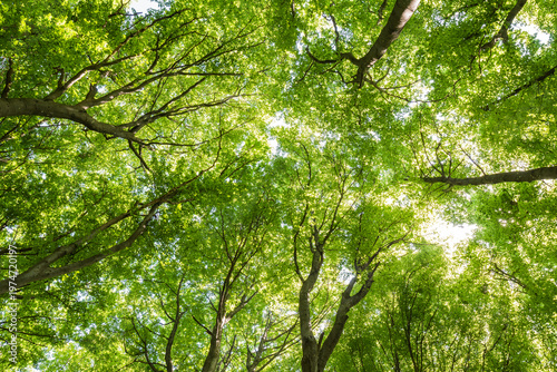 Low angle view of lush green forest canopy with bright sunlight filtering through leaves
