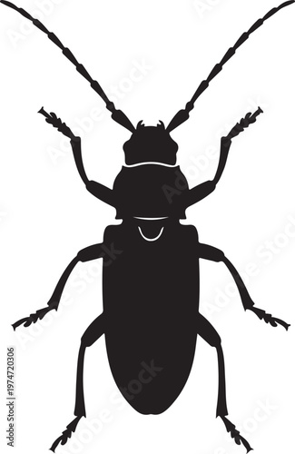 Rosalia Longicorn in silhouette on white background۔