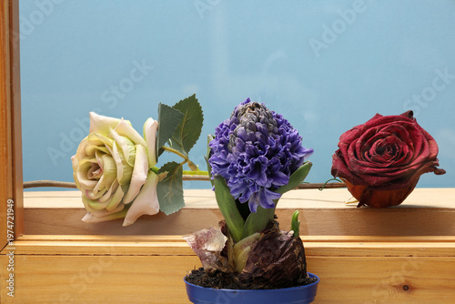 Photography Close-up: Live plant – Hyacinthus is in front of glass and artificial outside the window