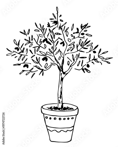 Hand-drawn vector drawing with a black outline. Olive tree in a clay ceramic pot. Plants and nature. Mediterranean interior decor. Sketch in ink.