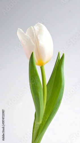 A single white bloom, gently lit, poised against a clean background, its green leaves elegantly framing the tender petals