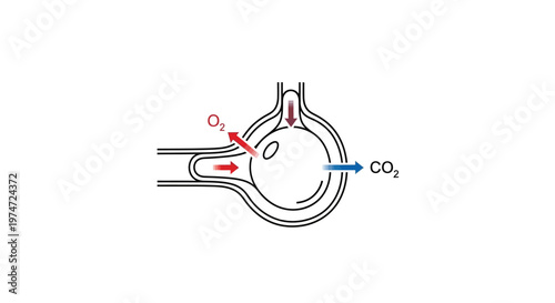 Alveoli gas exchange in lungs.