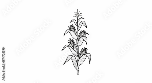 Black and white illustration of a corn stalk with three ears of corn
