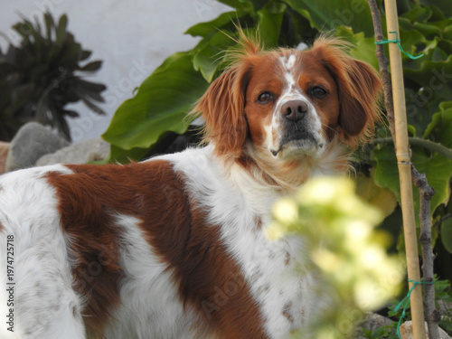 Spaniel breton