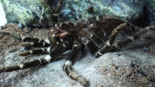 Spider Tarantula Shedding Skin, Molting While Lying on its Back. Spider Lasiodora Parahybana or Brazilian Salmon Pink Bird-eating Tarantula in Terrarium