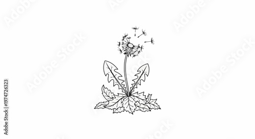Black and white illustration of a dandelion with seeds blowing in the wind
