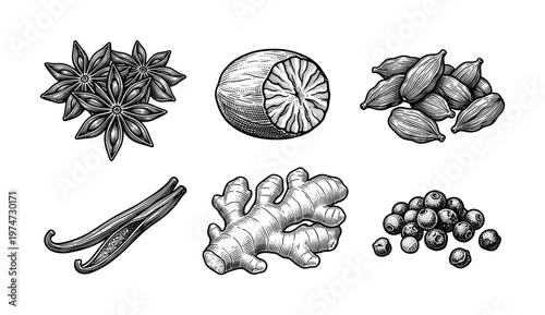 A set of vintage-style spice illustrations including anise, nutmeg, cardamom, vanilla, ginger, and pepper. Vector engraving for culinary or packaging design.