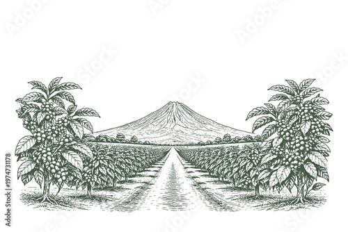 Fotografía Black and white coffee plantation landscape vector illustration with tropical tr