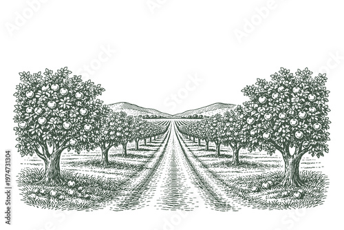 Vintage black and white orchard landscape vector illustration with fruit trees, pathway and countryside view