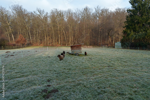 фотографія Serene Rural Landscape Showing Pigs Feeding In Winter Conditions