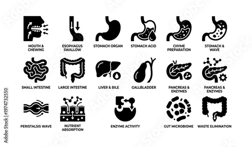 Digestive system icons: stomach, intestine, liver, pancreas, microbiome