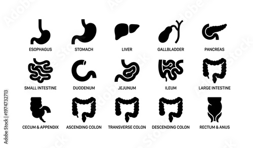 Digestive system anatomy: organ icons and labels for education