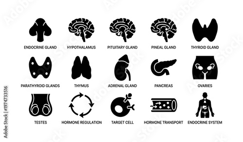 Endocrine system diagram illustrating glands and hormone regulation