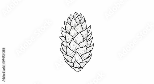 A detailed black and white line drawing of a single hop cone