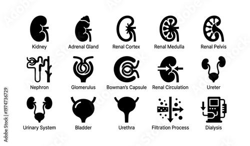 Icons of the human urinary system: kidney, adrenal gland, and bladder essentials